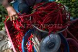  Pedagang memegang cabai besar di pasar tradisional Wameo, Baubau, Sulawesi Tenggara, Selasa (19/12/2023). Menjelang Natal dan Tahun Baru, rata-rata harga cabai merah besar dan kecil di pasar tradisional di wilayah tersebut naik dari Rp70 ribu per kilogram menjadi Rp150 ribu per kilogram. ANTARA FOTO/Jojon/foc.
