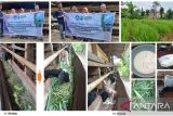 PKM Faterna Unand, Membantu Usaha Berkembang Peternakan Kambing PE Ashar Farm Kota Payakumbuh (Feeding Practice)