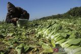 Pekerja memanen sayur pakcoy di Kadudampit, Kabupaten Sukabumi, Jawa Barat, Rabu (20/12/2023). Pemerintah mengalokasikan anggaran ketahanan pangan 2024 naik sebesar 7,8 persen menjadi Rp108,8 triliun dibandingkan tahun sebelumnya sebesar Rp100,9 triliun. ANTARA FOTO/Henry Purba/agr