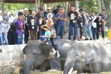 Wisata gajah Way Kambas  dibuka kembali mulai hari ini