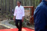 Presiden Joko Widodo mengunjungi kawasan Miniatur Hujan Hutan Tropis Nusantara di Ibu Kota Nusantara, Kalimantan Timur, Rabu (20 Desember 2023). (ANTARA/Novi Abdi)