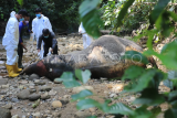 Pembedahan Gajah Sumatera mati di Aceh Barat