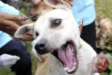 Anjing liar menggigit pengujung objek wisata Kete Kesu di Toraja Utara