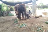 Kebun binatang Bali Zoo kembangbiakkan Gajah Sumatera