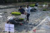 Penjabat Gubernur Aceh, Achmad Marzuki (kiri) bersama petani melakukan penanaman padi serentak di desa Indra Puri, kabupaten Aceh Besar, Aceh, Jumat (22/12/2023). Kementerian pertanian akan mengotimalkan pendistribusian pupuk, bantuan bibit padi unggul dan alsintan untuk petani dalam meningkatkan produktivitas gabah  yang selama ini baru mencapai 7 ton menjadi 8 hingga 9 ton guna pemenuhan ketahanan pangan pada tahun 2024. ANTARA FOTO/Ampelsa.