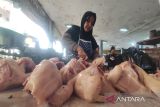 Harga ayam potong di Sampit melonjak