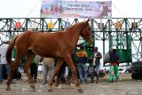 Seekor kuda lokal melintas didepan gerbang star yang sedang dipersiapkan untuk pacuan kuda tradisional suku Gayo di lapangan Sengeda, Bener Meriah, Aceh, Senin (25/12/2023). Pacuan kuda tradisional suku Gayo jadi pilihan untuk liburan akhir tahun, karena rutin dilaksanakan dalam rangka memeriahkan HUT ke-20 kabupaten Bener Meriah yang rutin dilaksanakan setiap tahun itu diikuti 254 ekor kuda dari Kabupaten Aceh Tengah, Gayo Lues dan tuan rumah Bener Meriah. Antara Aceh/Irwansyah Putra.