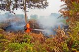 UPR-BRGM rumuskan solusi kebakaran berulang di Kalteng