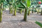 DPRD Seruyan telah berusaha realisasikan lahan kebun pisang bagi masyarakat