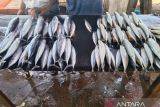 Nelayan di Kupang sebut tangkapan ikan berkurang akibat cuaca buruk