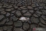 Seekor ikan mati di antara tanah yang retak akibat mengeringnya Danau Cinere di Depok, Jawa Barat, Selasa (3/10/2023). BMKG memprediksi beberapa wilayah di Indonesia masih mengalami kekeringan pada Oktober 2023 akibat efek El Nino. ANTARA FOTO/Wahyu Putro A/tom.