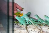 Peternak memberi makan Iguana dikandangnya di Desa Jemundo, Taman, Sidoarjo, Jawa Timur, Rabu (3/1/2024). Iguana yang dibudidayakan tersebut dijual ke berbagai daerah melalui media daring dengan harga Rp350 ribu hingga Rp6,5 juta per ekor tergantung umur dan ukuran. Antara Jatim/Umarul Faruq.