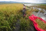 Petani memanen padi di sawah yang terendam banjir di Semerap, Kerinci, Jambi, Rabu (3/1/2024). Ratusan hektare lahan pertanian padi di daerah itu terendam yang disebabkan meluapnya sejumlah anak sungai menyusul tingginya intensitas hujan dalam beberapa minggu terakhir sehingga memaksa petani memanen dini tanaman padi mereka. ANTARA FOTO/Wahdi Septiawan/rwa.