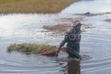 Petani menarik tumpukan padi hasil panen di sawah yang terendam banjir di Semerap, Kerinci, Jambi, Rabu (3/1/2024). Ratusan hektare lahan pertanian padi di daerah itu terendam yang disebabkan meluapnya sejumlah anak sungai menyusul tingginya intensitas hujan dalam beberapa minggu terakhir sehingga memaksa petani memanen dini tanaman padi mereka. ANTARA FOTO/Wahdi Septiawan/rwa.