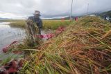 Petani mengumpulkan padi hasil panen di sawah yang terendam banjir di Semerap, Kerinci, Jambi, Rabu (3/1/2024). Ratusan hektare lahan pertanian padi di daerah itu terendam yang disebabkan meluapnya sejumlah anak sungai menyusul tingginya intensitas hujan dalam beberapa minggu terakhir sehingga memaksa petani memanen dini tanaman padi mereka. ANTARA FOTO/Wahdi Septiawan/rwa.
