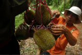 Panen durian lokal di Tegal