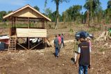Pemprov Sulteng: 81 hektar kawasan pangan di Donggala telah bersih