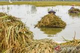 Akibat banjir, ribuan hektare sawah di Jateng gagal panen