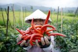 Seorang petani memperlihatkan cabai merah besar hasil panen di kebun miliknya di Lumajang, Jawa Timur, Sabtu (6/1/2024). Pemerintah Kabupaten setempat melakukan percepatan tanam cabai guna menekan kenaikan harga komoditas tersebut yang terus merangkak naik hingga tembus Rp80.000 per kilogram di sejumlah pasar tradisional di wilayah itu. Antara Jatim/Irfan Sumanjaya.