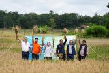 PLTS PT Bukit Asam untuk pompa irigasi dorong produktivitas pertanian