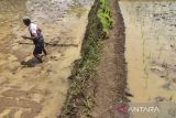 Petani mempersiapkan lahan untuk menanam padi di Desa Cisadap, Kabupaten Ciamis, Jawa Barat, Selasa (9/1/2024). Badan Pusat Statistik (BPS) mencatat Nilai Tukar Petani (NTP) nasional pada Desember 2023 sebesar 117,76 atau naik sebesar 0,88 persen dibandingkan bulan sebelumnya, seiring kenaikan indeks harga terima petani (It) sebanyak 1,29 persen atau menjadi 139,91. ANTARA FOTO/Adeng Bustomi/agr
