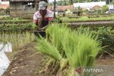 Petani menyiapkan benih padi di Desa Cisadap, Kabupaten Ciamis, Jawa Barat, Selasa (9/1/2024). Badan Pusat Statistik (BPS) mencatat Nilai Tukar Petani (NTP) nasional pada Desember 2023 sebesar 117,76 atau naik sebesar 0,88 persen dibandingkan bulan sebelumnya, seiring kenaikan indeks harga terima petani (It) sebanyak 1,29 persen atau menjadi 139,91. ANTARA FOTO/Adeng Bustomi/agr
