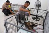 Relawan rawat 226 ekor anjing yang diselamatkan dari penyelundupan