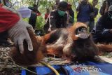 Evakuasi Orang Utan Resahkan Warga Kotim