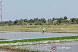 Pemkab  pastikan ketahanan pangan di Cilacap tetap terjaga