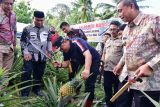 Pemprov Sulsel berikan bantuan bibit nangka dan nanas kepada petani