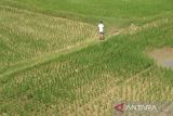 Seorang  petani berjalan di area tanaman padi yang mengalami kekeringan di daerah pedalaman kabupaten Aceh Besar, Aceh, Minggu (14/1/2024). Menurut kelompok tani di daerah itu,  seluas 100 hektare lebih tanaman padi berumur sekitar dua bulan mengalami kekeringan terancam gagal panen akibat kemarau dan selain pasokan air irigasi juga semakin mengecil, hingga petani di daerah itu menggunakan mesin pompa mensuplai air  sungai ke lahan sawah mereka. ANTARA FOTO/Ampelsa