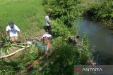 Petani menggunakan mesin pompa mensuplai air sungai ke lahan sawah untuk mengantisipasi tanaman padi kekeringan di pedalaman kabupaten Aceh Besar, Aceh, Minggu (14/1/2024). Menurut kelompok tani di daerah itu,  seluas 100 hektare lebih tanaman padi berumur sekitar dua bulan di daerah itu  kekeringan dan terancam gagal panen akibat kemarau, sehingga  petani di daerah itu menggunakan mesin pompa mensuplai air  sungai ke lahan sawah mereka. ANTARA FOTO/Ampelsa