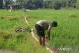 Petani mempersiapkan jaringan pipa untuk mensuplai air sungai ke lahan sawah untuk mengantisipasi tanaman padi kekeringan di pedalaman kabupaten Aceh Besar, Aceh, Minggu (14/1/2024). Menurut kelompok tani di daerah itu,  seluas 100 hektare lebih tanaman padi berumur sekitar dua bulan di daerah itu  kekeringan dan terancam gagal panen akibat kemarau, selain pasokan air irigasi juga semakin mengecil, sehingga  petani di daerah itu menggunakan mesin pompa mensuplai air  sungai ke lahan sawah mereka. ANTARA FOTO/Ampelsa
