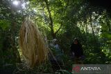 Warga mengumpulkan rotan slimit (Calamos melanoloma mart)  di hutan pegunungan kabupaten Aceh Besar, Aceh, Senin ( 15/1/2024).  Rotan slimit yang masuk dalam tumbuhan palma  hasil hutan  bukan kayu yang masih banyak ditemukan di hutan Aceh itu, dipasarkan untuk memenuhi kebutuhan bahan baku  produk  industri furniture dan UMKM kerajinan rotan  dengan harga penjualan Rp15.000 hingga Rp16.000 per kilogram. ANTARA FOTO/Ampelsa.