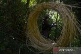 Warga mengumpulkan rotan slimit (Calamos melanoloma mart)  di hutan pegunungan kabupaten Aceh Besar, Aceh, Senin ( 15/1/2024).  Rotan slimit yang masuk dalam tumbuhan palma  hasil hutan  bukan kayu yang masih banyak ditemukan di hutan Aceh itu, dipasarkan untuk memenuhi kebutuhan bahan baku  produk  industri furniture dan UMKM kerajinan rotan  dengan harga penjualan Rp15.000 hingga Rp16.000 per kilogram. ANTARA FOTO/Ampelsa.