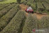 Pengunjung bermain di kawasan wisata kebun teh Goalpara, Sukaraja, Kabupaten Sukabumi, Jawa Barat, Minggu (14/1/2024). Wisata alam seluas sekitar 12 hektare yang menyuguhkan pemandangan kebun teh di kaki Gunung Gede Pangrango tersebut menjadi salah satu destinasi wisata alam baru di Sukabumi serta menjadi sumber perekonomian bagi warga sekitar. ANTARA FOTO/Henry Purba/agr