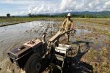 Pemprov Sulteng lanjutkan program Readsi tingkatkan pendapatan para petani