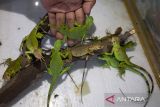 Peternak merawat Iguana dalam kandang di Desa Lohbener, Indramayu, Jawa Barat, Selasa (16/1/2024). Iguana yang dibudidayakan tersebut dijual ke berbagai daerah melalui media daring dengan harga Rp200 ribu hingga Rp6,5 juta per ekor tergantung umur dan ukuran. ANTARA FOTO/Dedhez Anggara/agr