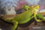 Bayi Iguana berada dalam kandang di Desa Lohbener, Indramayu, Jawa Barat, Selasa (16/1/2024). Iguana yang dibudidayakan tersebut dijual ke berbagai daerah melalui media daring dengan harga Rp200 ribu hingga Rp6,5 juta per ekor tergantung umur dan ukuran. ANTARA FOTO/Dedhez Anggara/agr