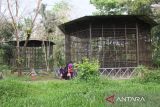 Warga melihat kandang yang terbengkalai di Medan Zoo, Medan, Sumatera Utara, Senin (15/1/2024). Kebun binatang dengan luas 30 hektare tersebut kini kondisinya terbengkalai dan sejumlah satwa seperti harimau mengalami sakit parah.ANTARA FOTO/Yudi/