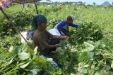 Dua petani memanen kedelai Edamame di PT Gading Mas Indonesia Teguh (GMIT) di Jember, Jawa Timur, Rabu (17/1/2024). Produsen asal Jember yang memproduksi dan mengolah kedelai Edamame sebanyak 6.000 ton per tahun dan bermitra dengan 53 orang petani tersebut telah mengekspor produknya ke sejumlah negara seperti Jepang, Singapura, Malaysia, dan India. Antara Jatim/Seno.