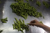 Seorang pekerja mengolah kedelai Edamame di PT Gading Mas Indonesia Teguh (GMIT) di Jember, Jawa Timur, Rabu (17/1/2024). Produsen asal Jember yang memproduksi dan mengolah kedelai Edamame sebanyak 6.000 ton per tahun dan bermitra dengan 53 orang petani tersebut telah mengekspor produknya ke sejumlah negara seperti Jepang, Singapura, Malaysia, dan India. Antara Jatim/Seno.