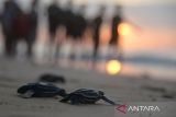 Kelompok konservasi penyu memindahkan tukik atau anak penyu belimbing (Dermochelys Coriacea)  sebelum dilepasliarkan di pantai wisata Lampuuk, kabupaten Aceh Besar, Aceh, Selasa (16/1/2024). Pelepasan sebanyak 69 tukik belimbing  (Dermochelys Coriacea) yang melibatkan pengunjung beserta anak anak sebagai  edukasi lingkungan itu merupakan yang pertama tahun 2024. ANTARA FOTO/Ampelsa.