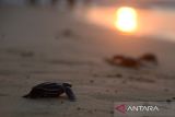 Kelompok konservasi penyu memindahkan tukik atau anak penyu belimbing (Dermochelys Coriacea)  sebelum dilepasliarkan di pantai wisata Lampuuk, kabupaten Aceh Besar, Aceh, Selasa (16/1/2024). Pelepasan sebanyak 69 tukik belimbing  (Dermochelys Coriacea) yang melibatkan pengunjung beserta anak anak sebagai  edukasi lingkungan itu merupakan yang pertama tahun 2024. ANTARA FOTO/Ampelsa.