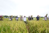 Bupati Luwu bersama petani panen padi varietas Cakrabuana