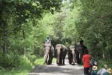 Kasus kematian gajah Sumatra masih dalam investigasi