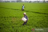 Petani menebar pupuk di areal sawah miliknya di desa Brondong, Indramayu, Jawa Barat, Kamis (18/1/2024). Kementerian Pertanian akan memberi tambahan pupuk subsidi sebanyak 7,2 juta ton untuk produksi padi dan jagung pada Januari 2024. ANTARA FOTO/Dedhez Anggara/agr