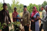 Bupati Kotim serahkan 1.000 bibit lengkeng untuk Poktan Desa Buana Mustika