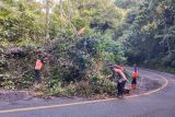 Polisi evakuasi pohon tumbang di hutan TNBBS lintas Krui-Tanggamus