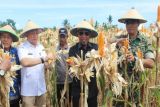 Banggai Kepulauan kembangkan jagung varietas khas daerah